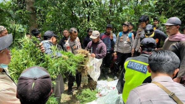 Polres Lumajang mengungkap keberadaan ratusan pohon ganja yang ditanam di areal pegunungan lereng Gunung Semeru wilayah kecamatan Senduro, Kabupaten Lumajang, Jawa Timur, Rabu (18/92024).