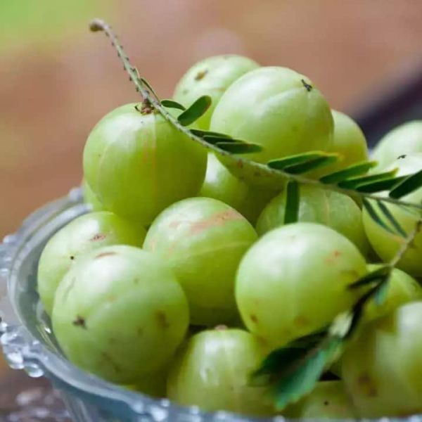 Amla is rich in vitamin C and antioxidants. It helps boost the immune system and can reduce the risk of many diseases.