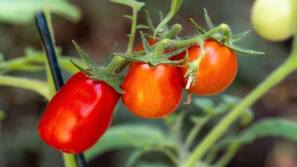 Antioxidants For Glowing Skin-tomato 