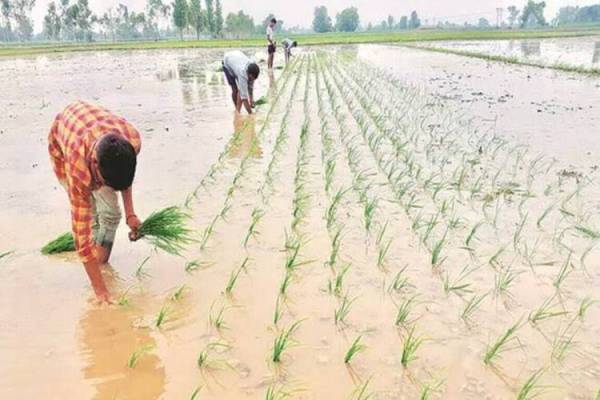 Punjab govt geared up for paddy procurement 1 1