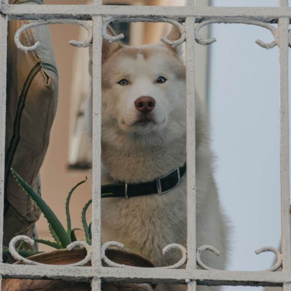 Dog looking sad sitting inside house during Helene flooding. 