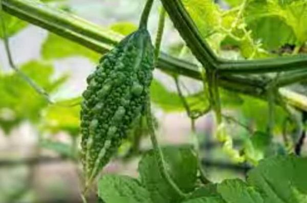 Bitter gourd is used as a natural steroid. It contains a chemical called keratin, which helps in controlling blood sugar. Oleanic acid glucoside present in bitter gourd does not allow sugar to dissolve in the blood.