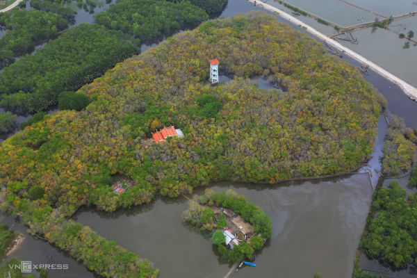 Golden autumn: Hue's mangrove forest in full bloom