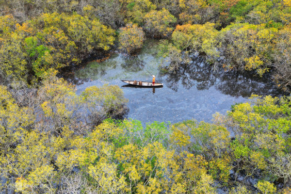 Golden autumn: Hue's mangrove forest in full bloom