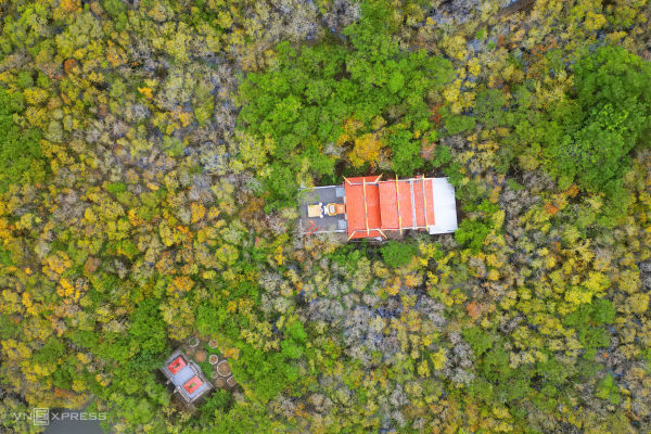 Golden autumn: Hue's mangrove forest in full bloom