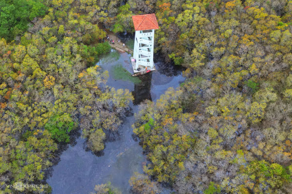 Golden autumn: Hue's mangrove forest in full bloom