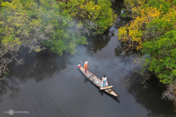 Golden autumn: Hue's mangrove forest in full bloom