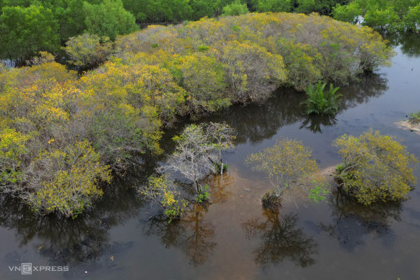 Golden autumn: Hue's mangrove forest in full bloom