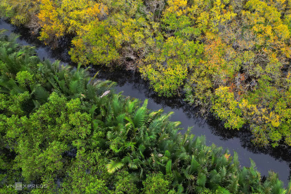 Golden autumn: Hue's mangrove forest in full bloom