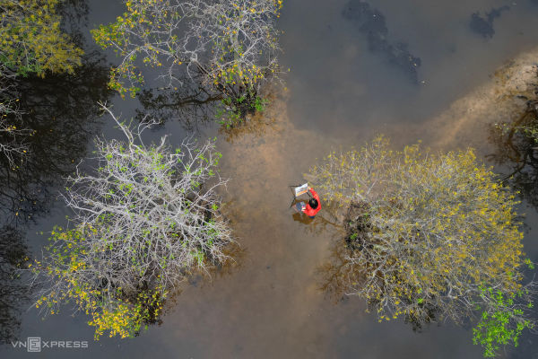 Golden autumn: Hue's mangrove forest in full bloom