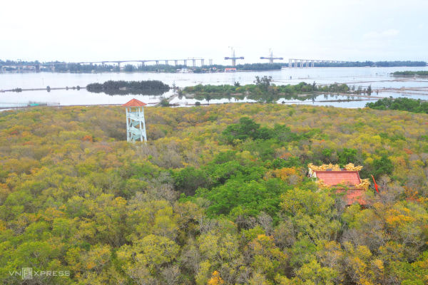 Golden autumn: Hue's mangrove forest in full bloom