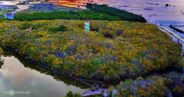 Golden autumn: Hue's mangrove forest in full bloom