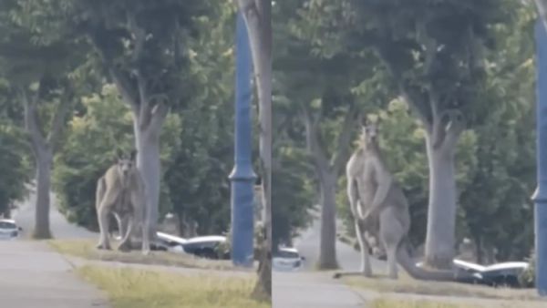 australia kangaroo viral video 1728294374418