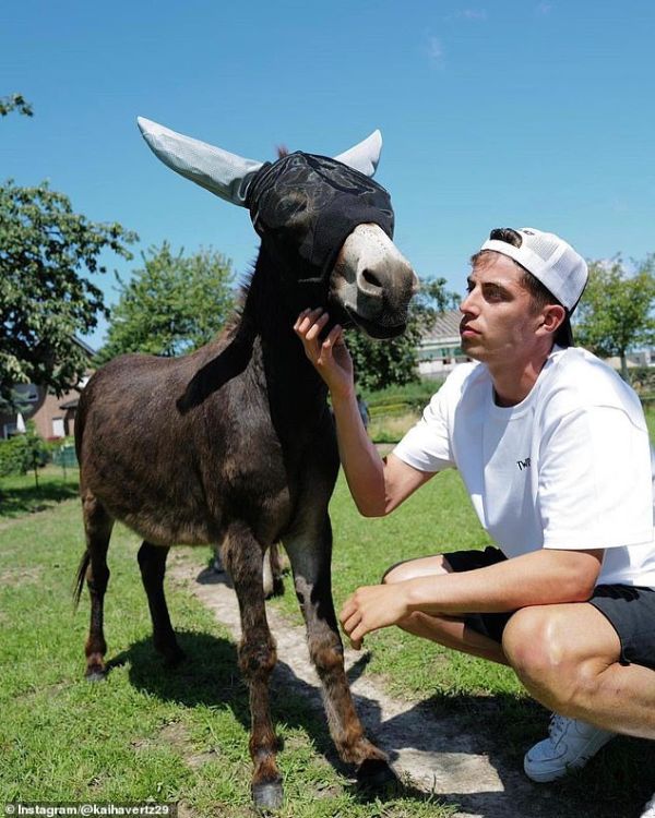 Havertz is known for a deep and abiding love of animals - with donkey sanctuaries a particular charitable cause