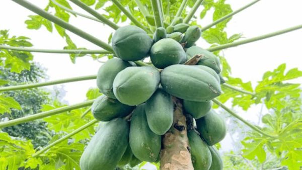 How does papaya leaf work