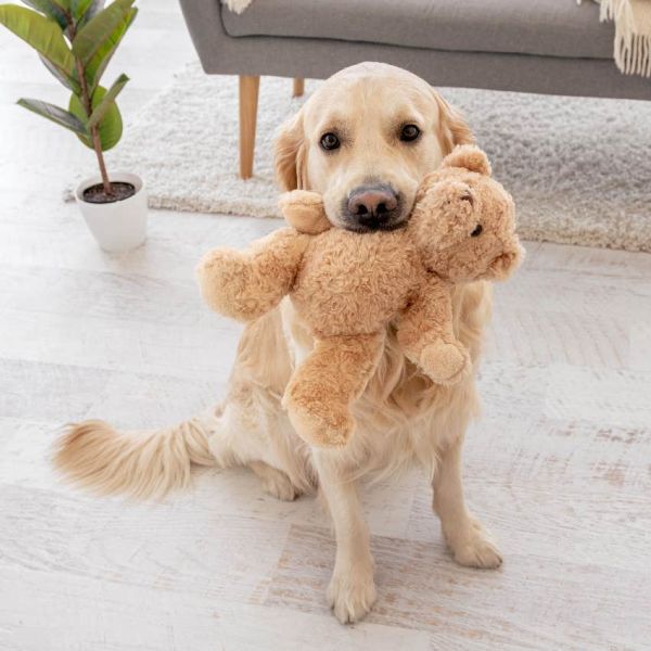 Dog bringing their owner a toy to show their love