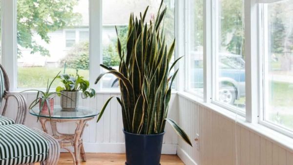 Snake plant