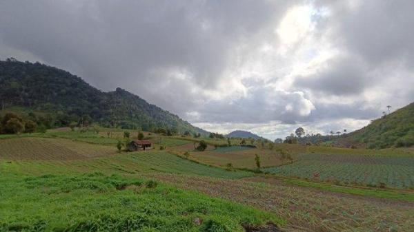 Pemandangan perkebunan di Kecamatan Passi Timur.9