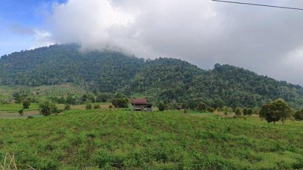 Pemandangan perkebunan di Kecamatan Passi Timur.2rt4