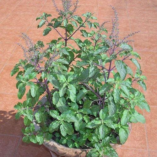 Adopt these easy and effective measures to protect the basil plant from drying up in winter.