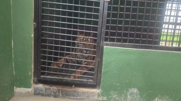 Seekor harimau Sumatera di Medan Zoo Anggi (23) sedang berbaring lemas di kandangnya, kamis (14/11/2024). Anggi sekarat, karena  faktor usia dan sedang mengalami penyakit komplikasi.