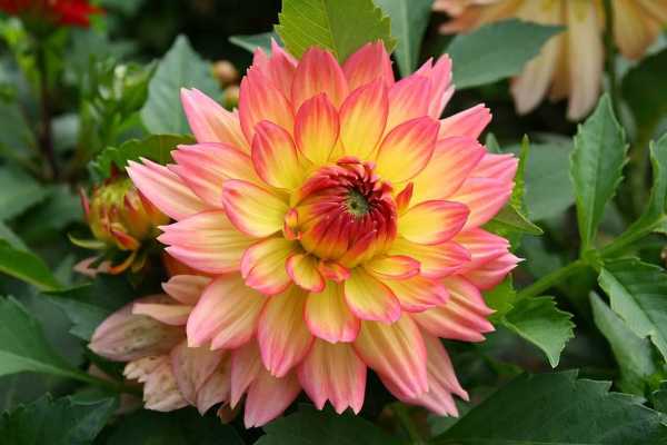 dahlia flower
