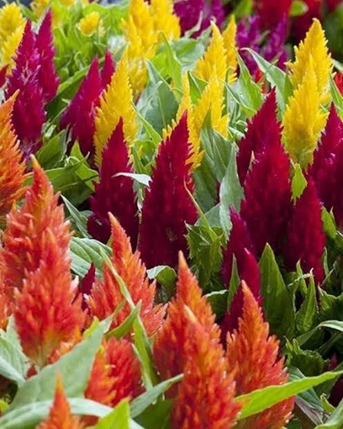 celosia flower
