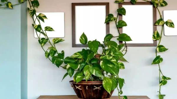 Vastu Plants for Air Pollution-Money Plant Vastu