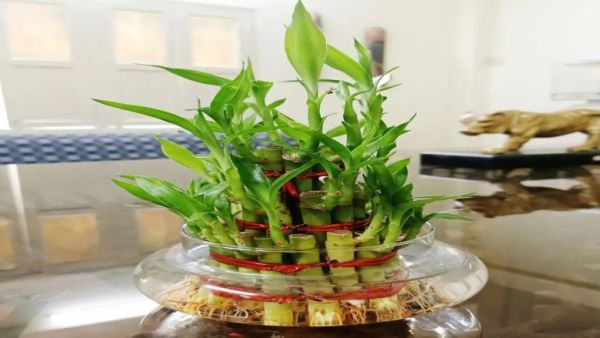 Bamboo plant waste