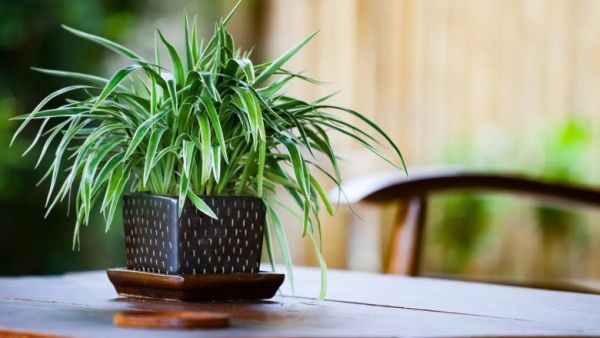 spider plant vastu