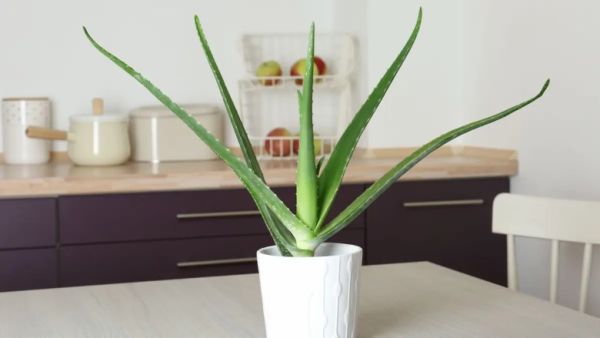 vastu tips for Aloe vera plant