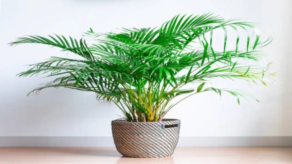 vastu for lady palm plant