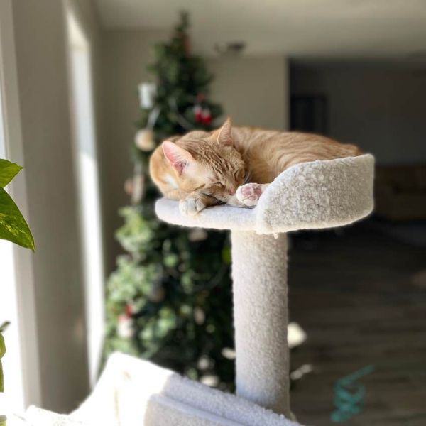 Cat sleeping high up