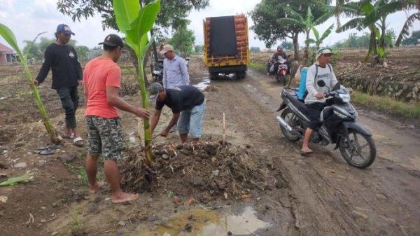 Warga Desa Luwung Kencana, Kecamatan Susukan, Kabupaten Cirebon, melakukan aksi protes dengan menanam pohon pisang dan membuat kuburan lengkap dengan nisan di jalan rusak di wilayahnya, Sabtu (4/1/2025).