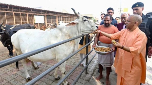 yogi adityanath feeding cow 1736058414227 1