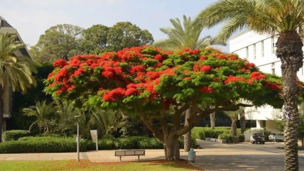 Gulmohar Flower