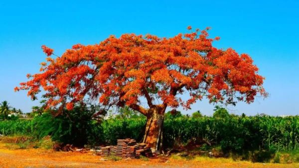 Gulmohar tree