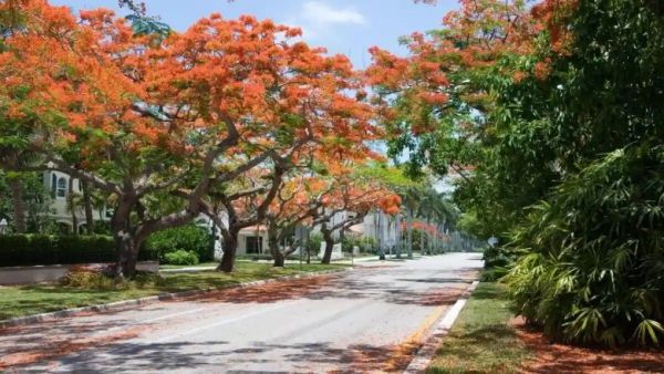 Gulmohar tree road side