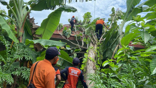 BPBD Kota Bandar Lampung saat evakuasi pohon tumbang menimpa atap kantor Kelurahan Way Tataan. | Foto: Dok BPBD Bandar Lampung