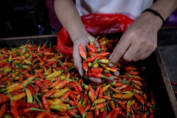 Pedagang menata cabai rawit di Pasar Senen, Jakarta, Selasa (7/1/2025). Foto: Jamal Ramadhan/kumparan