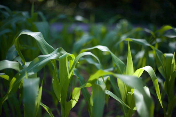 apakah tanaman jagung harus disiram setiap hari, Pexels/Free Nature Stock