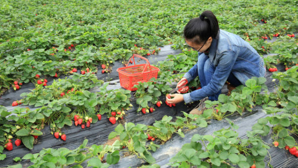 Ilustrasi perempuan sedang berkebun. Foto: lzf/Shutterstock