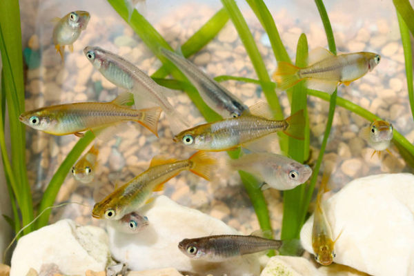 Ikan beras Jepang. Foto: SAI A.D.A/Shutterstock