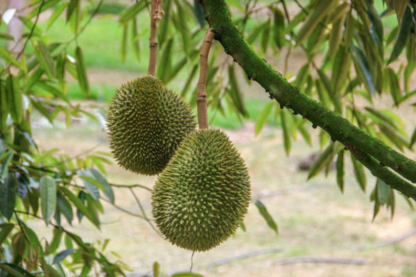 cara pohon durian menyesuaikan diri, Jess Ho