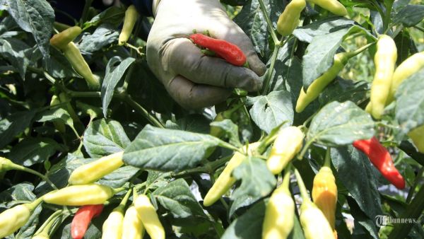 Petani memanen cabai rawit di lahan garapan kawasan Sawah Lega, Kelurahan Ledeng, Kecamatan Cidadap, Kota Bandung, Jawa Barat, Senin (13/1/2025). Petani cabai rawit asal Lembang ini beruntung bisa panen di saat harga cabai naik di tingkat petani Rp 90.000 per kg, dari harga normal Rp 40.000 - Rp 50.000 per kg. Namun, tidak sedikit yang gagal panen di saat harga naik akibat tanaman mereka terserang hama patek dan thrips di saat musim hujan. TRIBUN JABAR/GANI KURNIAWAN