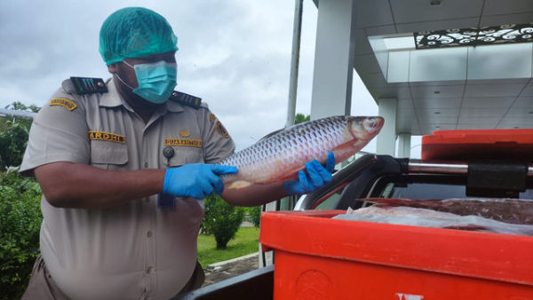 Ikan yang akan diekspor telah melalui pemeriksaan dari Karantina