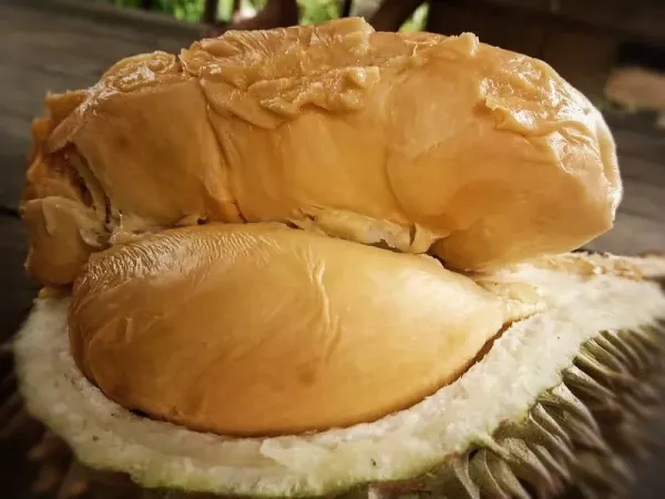 Durian Super Tembaga