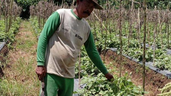 Mi'Un (65), seorang petani yang sedang memanen hasil pertanian di ladang miliknya di Kampung Kepuh, Kecamatan Pagelaran, Kabupaten Pandeglang, Banten