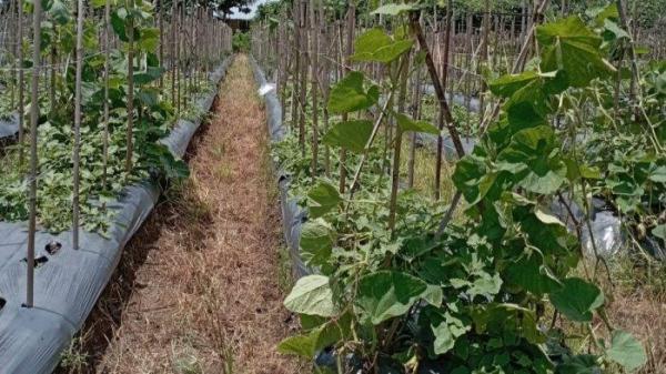 Penampakan tanaman-tanaman di lahan pertanian milik Mi'Un (65), tepatnya di Kampung Kepuh, Kecamatan Pagelaran, Kabupaten Pandeglang, Banten