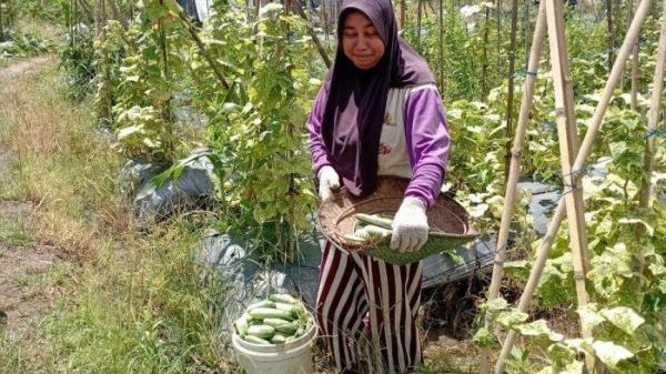 Petani sedang memanen timun di lahan pertanian milik Mi'Un (65), tepatnya di Kampung Kepuh, Kecamatan Pagelaran, Kabupaten Pandeglang, Banten